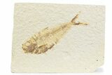Detailed Fossil Fish (Diplomystus) - Wyoming #373758-1